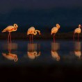 /album/aves-de-la-naturaleza/a05-1-jpg/